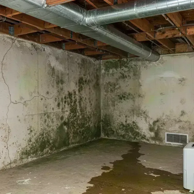 Professional Mold Removal in Reeves County, TX